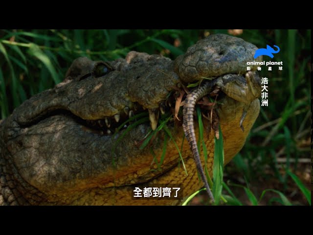 鱷魚出生第一站——媽媽嘴裡！｜動物星球頻道
