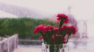 Красивое видео футаж дождь и цветы