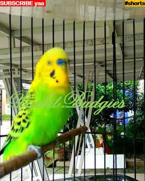#shorts - PARKIT GACOR ! materi tembak beset crecet masteran murai C ijo kacer / Budgie Parakeet