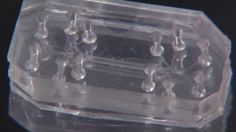 Fake organs could replace lab animals