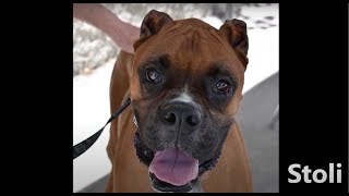 Adopt STOLI from Boxer Rescue LA