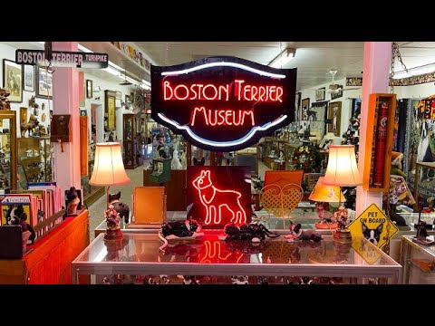 The Texas Bucket List - Boston Terrier Museum in Floydada
