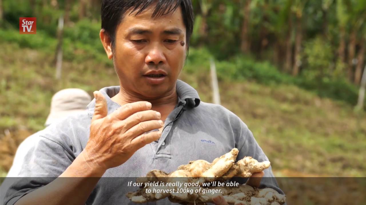 Bentong Ginger: Episode 2