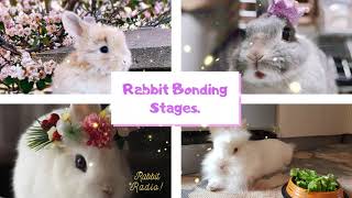 Rabbit Bonding Stages | How To bond two or more rabbits ?