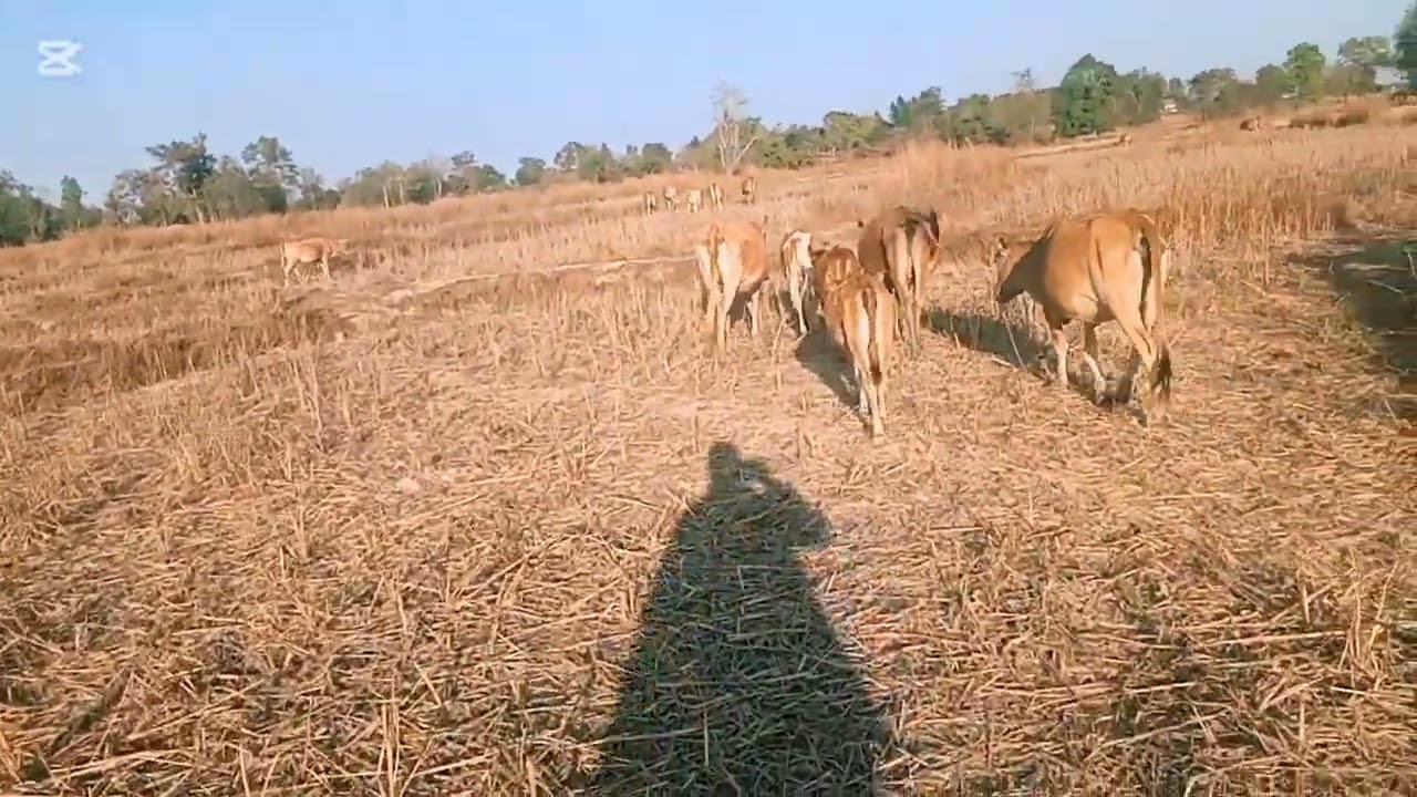 ยูทุ่งใร่ท่งนาคื้อเก่า.16.กุมภาพันธ์.ค.ศ.2026