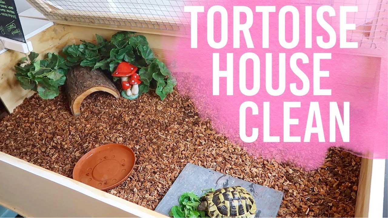 How Often Should I Clean My Tortoise Tank
