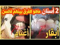 مازال كثير من الناس لا يعرفون الفرق بين الأغنام والأبقار في معرفة السن من الأسنان أسهل طريقة 