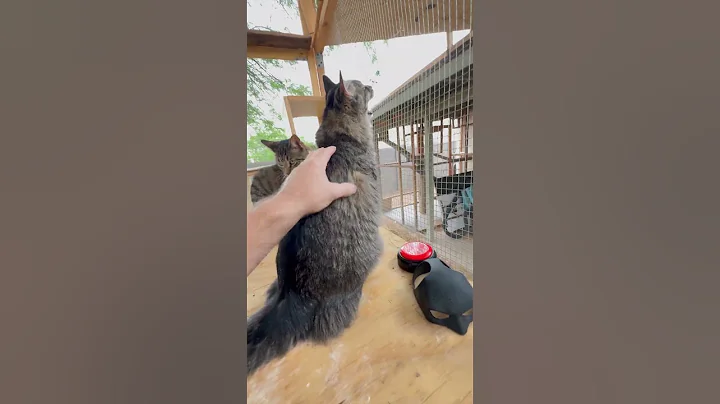 Watch the video about Norwegian Forest Cat Panting