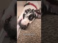 #foryou #funny #fyp #cute #foryoupage #fypシ #viral #funnydogs #chasethegreatdane #cutedog #greatdane