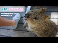 Quokkas - Los animalitos más felices del mundo (The happiest animals in the world)