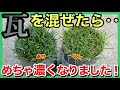 【革命】芝生の土壌改良の新提案！瓦粉砕材で芝生がキレイに手入れもラクに！？【プレゼント企画あり】