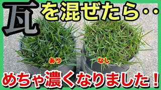 【革命】芝生の土壌改良の新提案！瓦粉砕材で芝生がキレイに手入れもラクに！？【プレゼント企画あり】