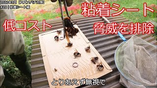 No20【スズメバチ対策】粘着シート編1