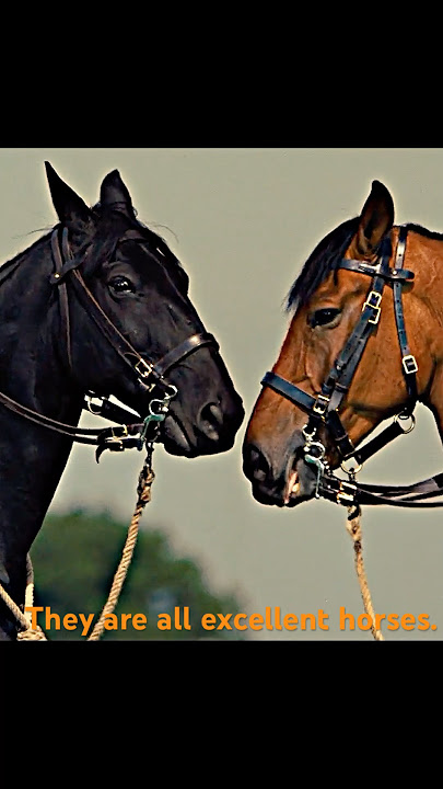 War Horse:  Joey is a perfect horse!#film #shorts #shortvideo #series #fouryou