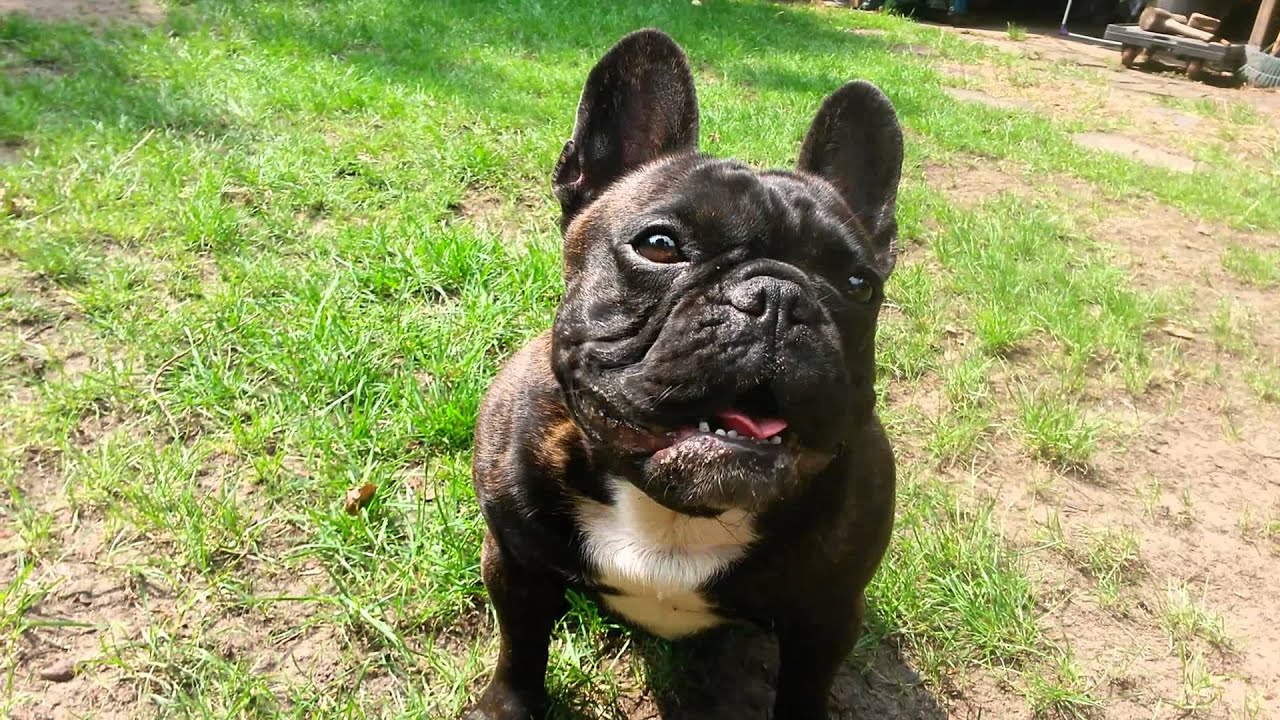 youtube french bulldog talking