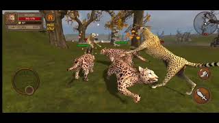 Three Leopards And Two Cheetahs Life And Death War / Ultimate Leopard Simulator screenshot 3