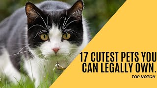 17 Cutest Pets You Can Legally Own