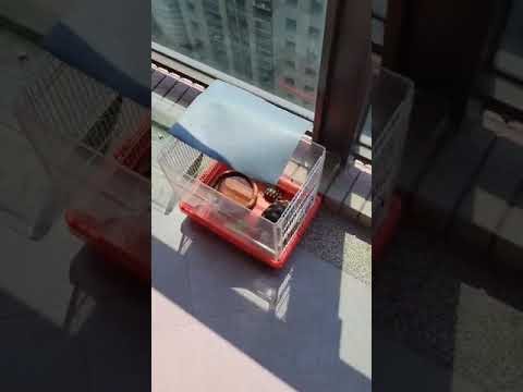 烏龜進食2