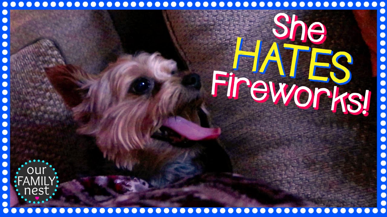 WHO IS MOST AFRAID OF THE FIREWORKS?