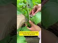 How to Prune and Support Potatoes for a Stronger Healthier Crop planting | How to grow potato fast