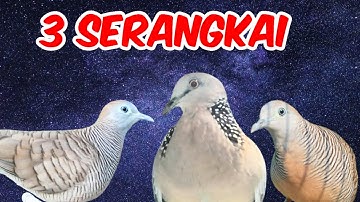 Perkutut Lokal Gacor Suara Keras Vs 2 Tekukur Gayer Suara Ngegas