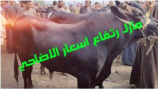 ارتفاع اسعار العجول اللحم عيد الاضاحى في سوق قطور محافظة الغربية
