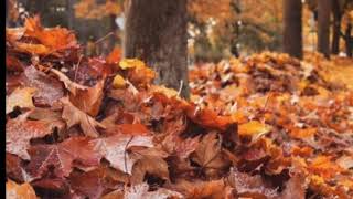 Hozan Serhat - Payîze