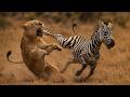 When Predators Meet Their Match (Mega Episode) | Nature Animal Documentary