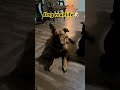 Dog Real Life 😂🐶 #Dog #DogLife #FunnyDog #Pets #Viral #Shorts #DogRealLife