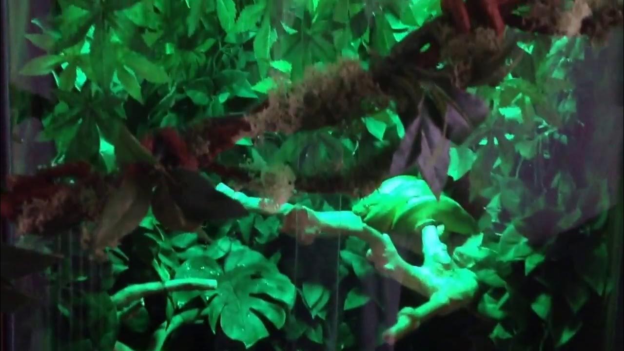 Green tree Python setup and playground - YouTube
