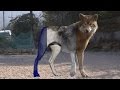 Photo-realistic 3D Wolf R&D by Dexter Studio (Fur, Motion, Lighting, Modeling VFX Breakdown)