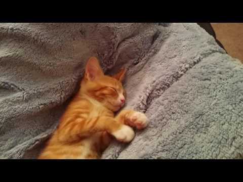 funny-orange-cat