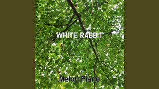 WHITE RABBIT