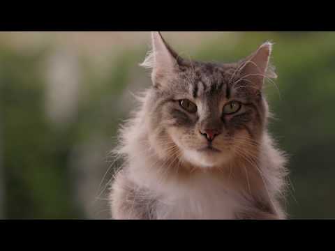 Video: Ulasan Sentry Calming Collar: Apakah Itu Berhenti Menyemprot dan Menggaruk Cat?