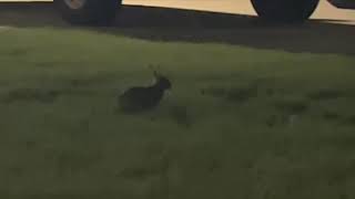 BIO 331 BOM 3  Rabbits