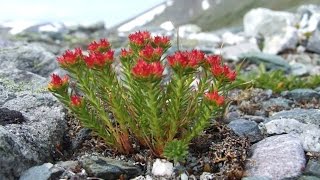 Красная щетка Лечебные свойства Красная щетка Лечебные свойства