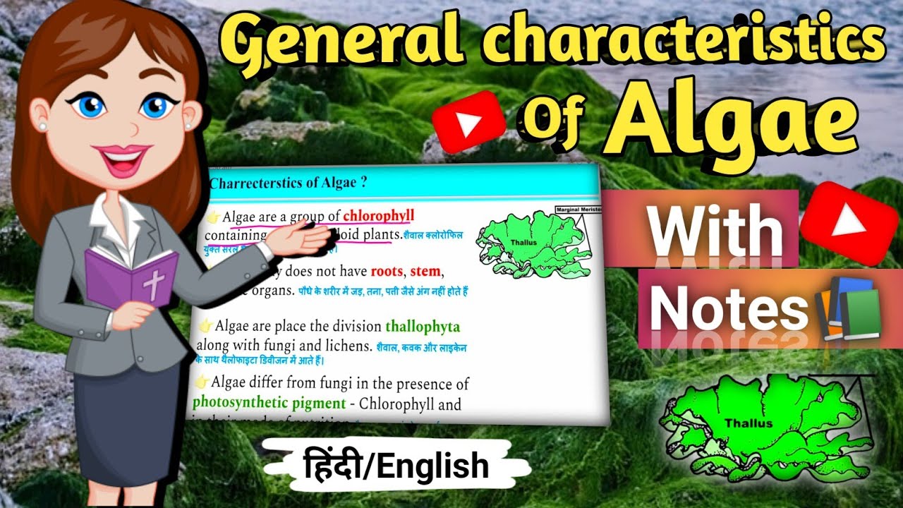 Общие характеристики водорослей ☘️ | Водоросли, 1 курс бакалавриата | Общие особенности водоросле...