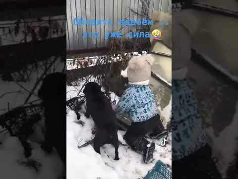 Вместе мы сила )) Собаки. Животные. Дети. Приколы. Смешное.
