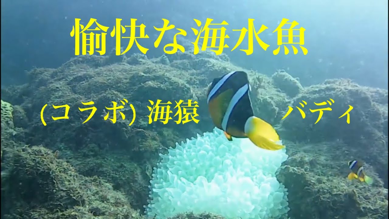 和歌山　紀伊大島　須江ダイビングセンター　(コラボ)海猿　バディ