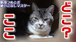 階段つめとぎを完璧に使いこなすマスターな猫リキちゃん☆隠れ家からお水を飲む音がかわいいから聞いてみよう！【リキちゃんねる　猫動画】 キジトラ猫のいる暮らし