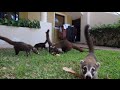 Coatis in Costa Rica!