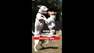 Pitbull Vs Jack Russell Terrier: The Ultimate Intelligence Showdown