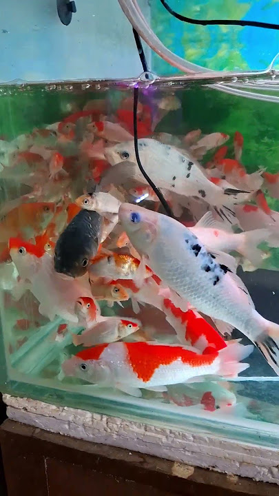 ikan hias koi dalam akuarium #ikanhias #ikancupang #ikankoi