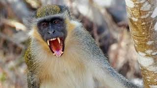 Monkey Sounds - Loud Chimpanzee Sounds & Monkey Noises