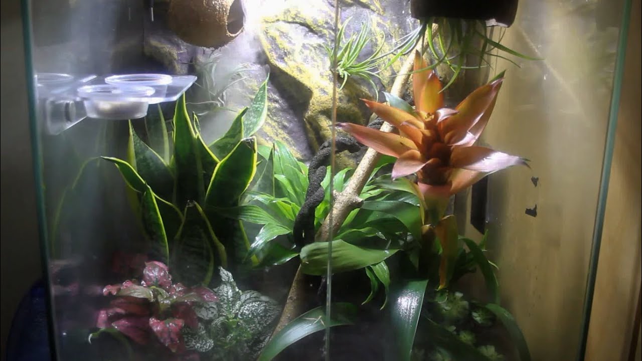 polka-dot plant Natural Living Terrarium For My Crested Gecko!