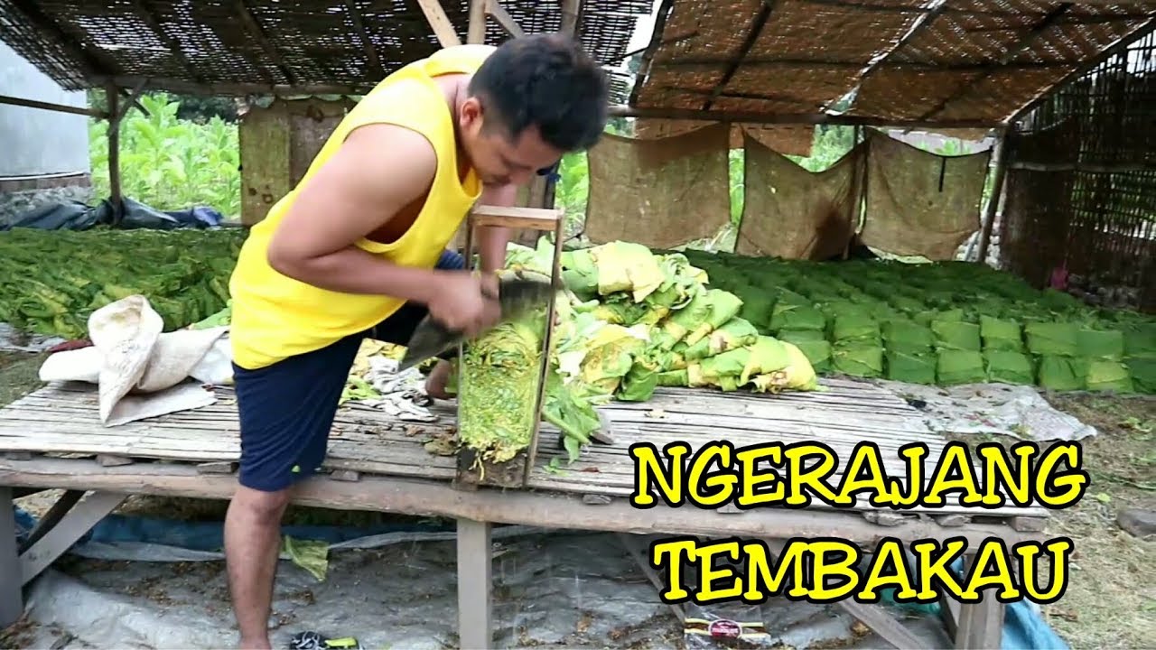 Kita Panen Tembakau || Proses NGRAJANG TEMBAKAU