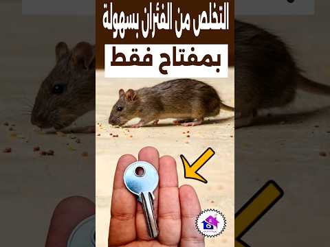طرد الفئران نهائيا لن تجدي جرذان في بيتك بعد الآن