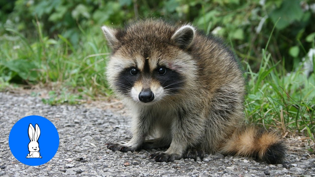 What Does A Baby Raccoon Look Like? 