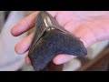 How to Dig Up Shark Teeth Fossils in Venice, Florida