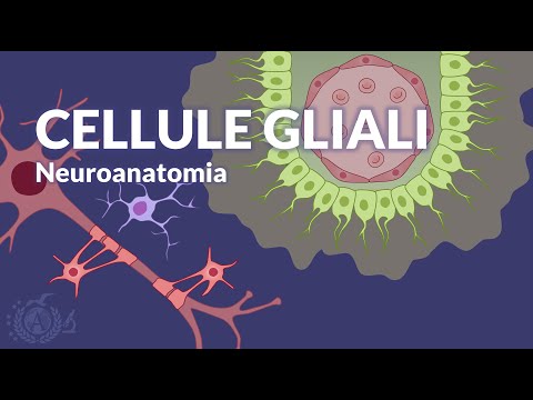 Video: Una cellula ependimale è una cellula gliale?